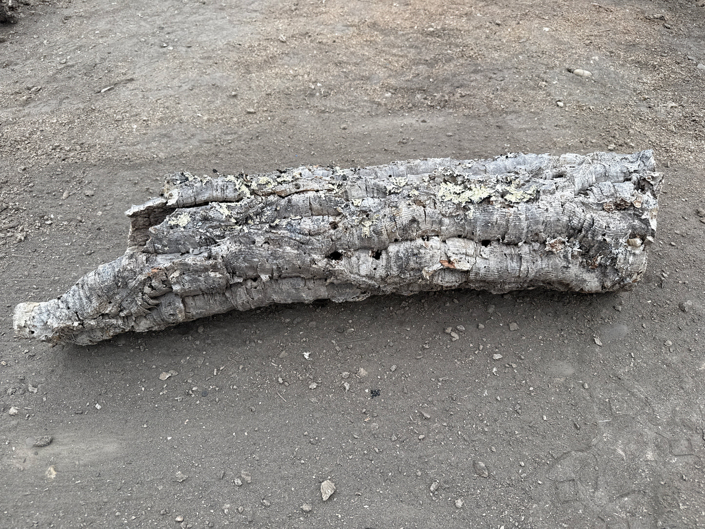 Korkröhre mit wenig Flechten 80cm lang ca.16cm Innendurchmesser