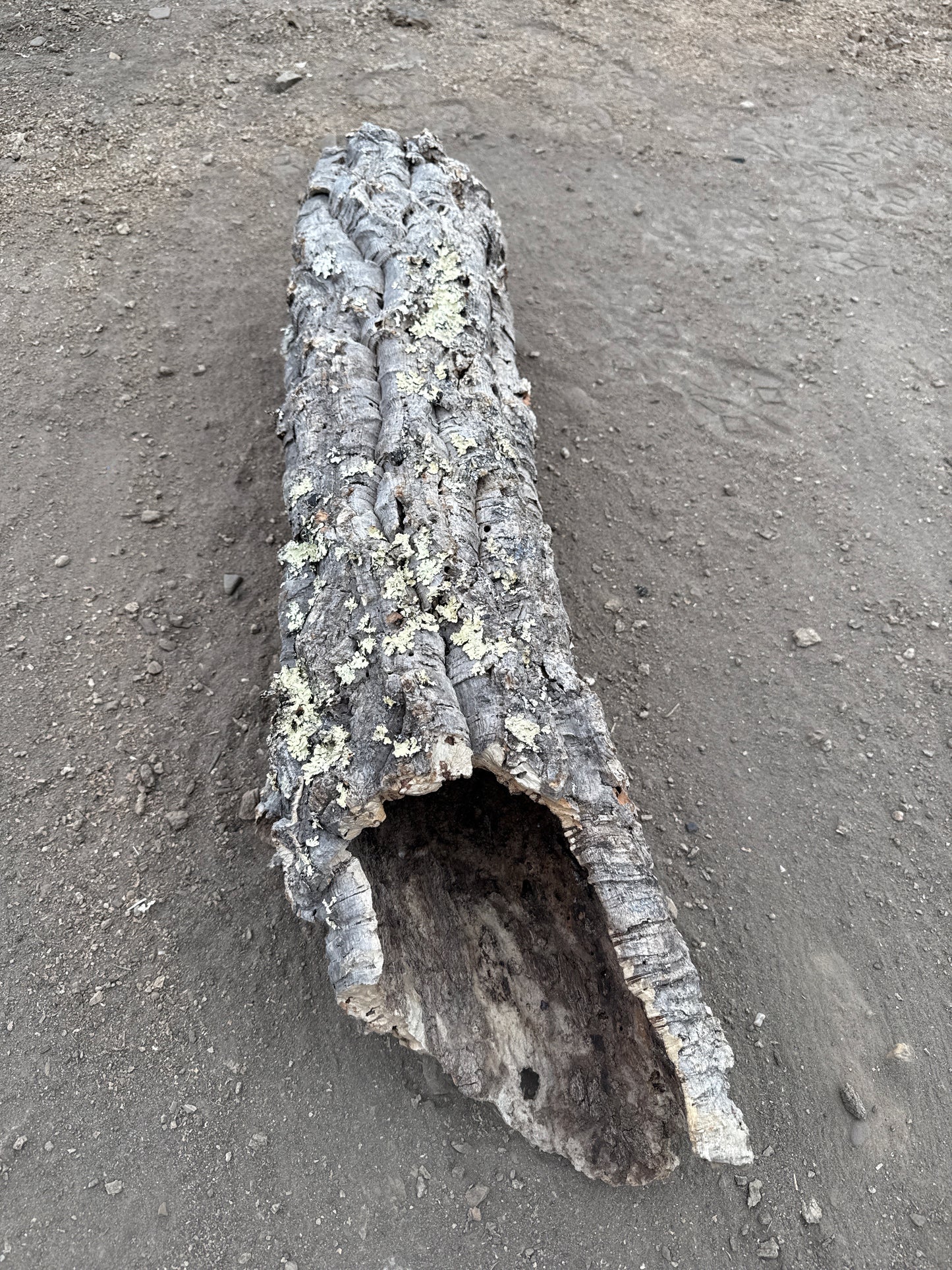 Korkröhre mit wenig Flechten 80cm lang ca.16cm Innendurchmesser