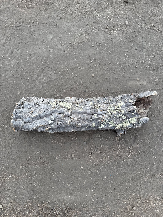 Korkröhre mit wenig Flechten 80cm lang ca.16cm Innendurchmesser