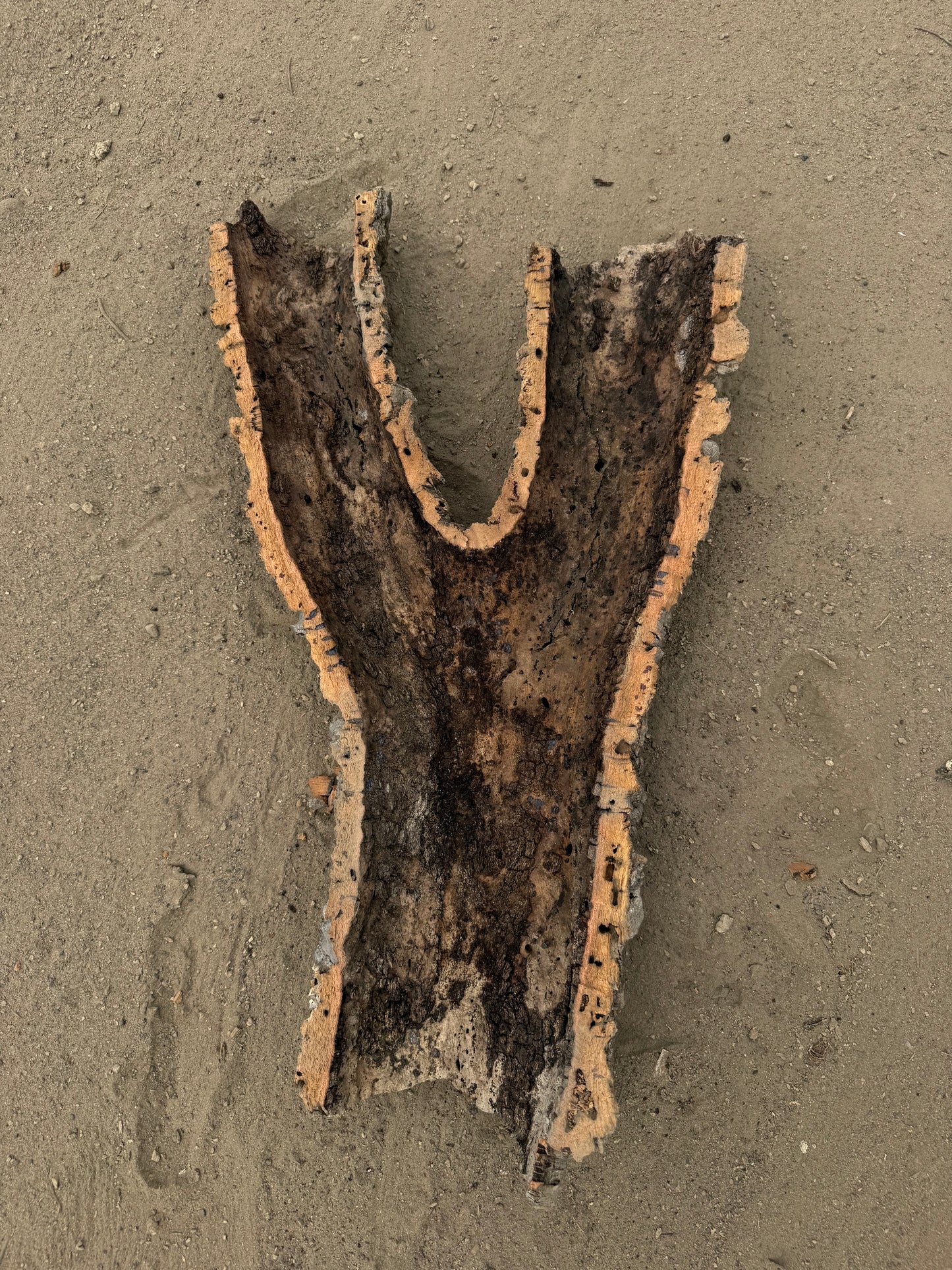 Flache Naturkork Halbröhre 60 cm – Verzweigtes Einzelstück