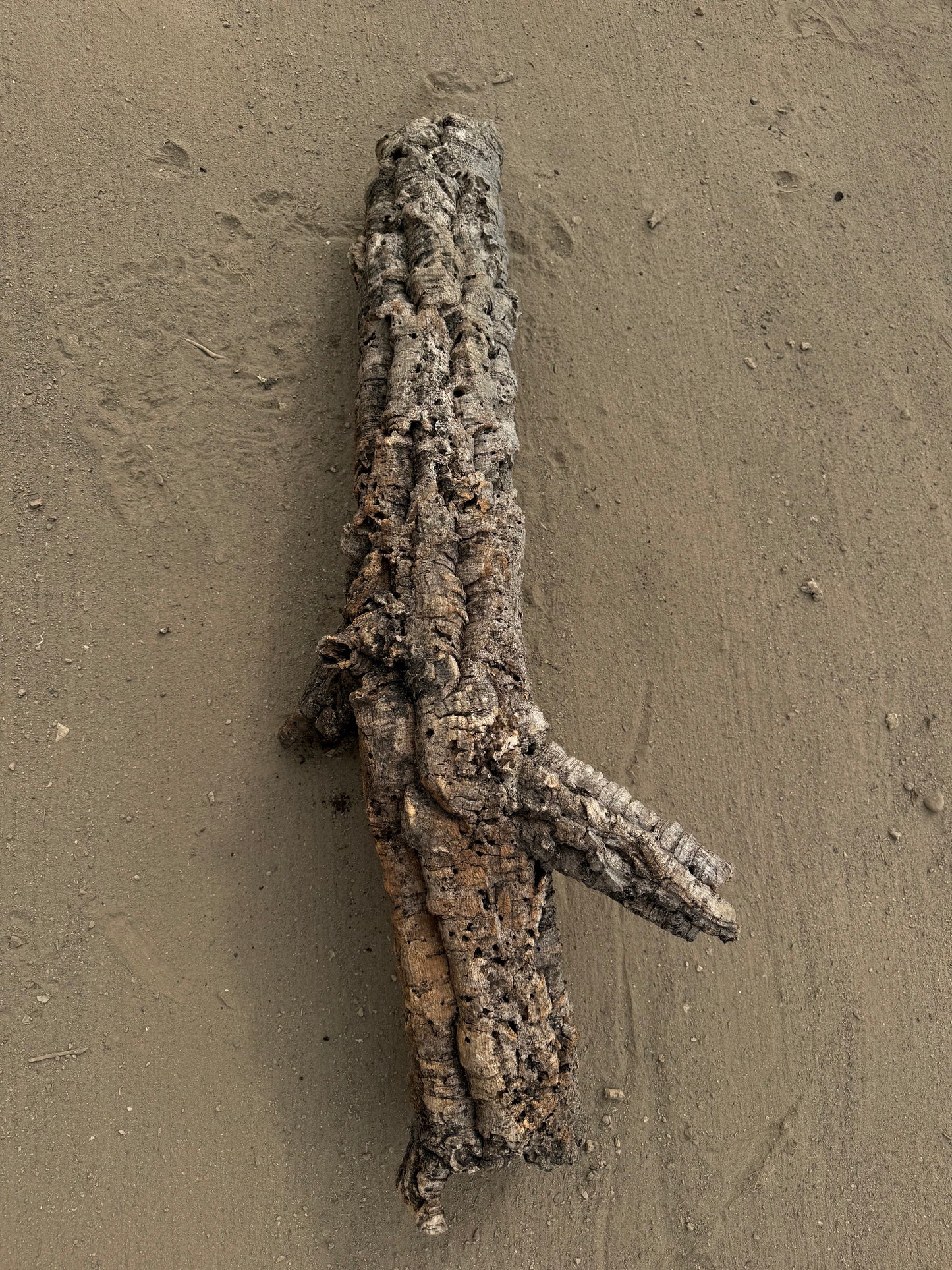 XL Naturkorkröhre mit Seitenästen