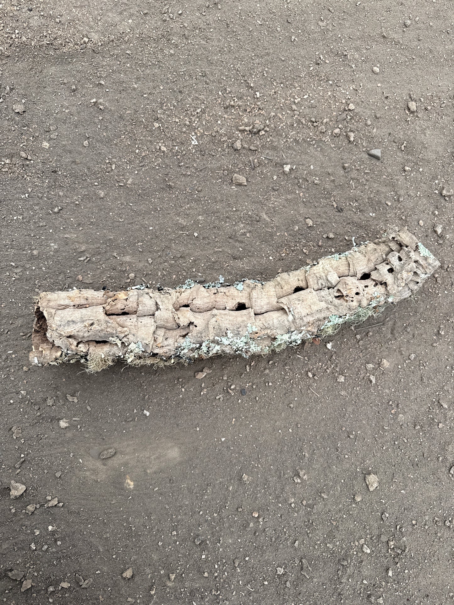 Korkröhre mit Flechten 50cm lang ca. 6cm Innendurchmesser