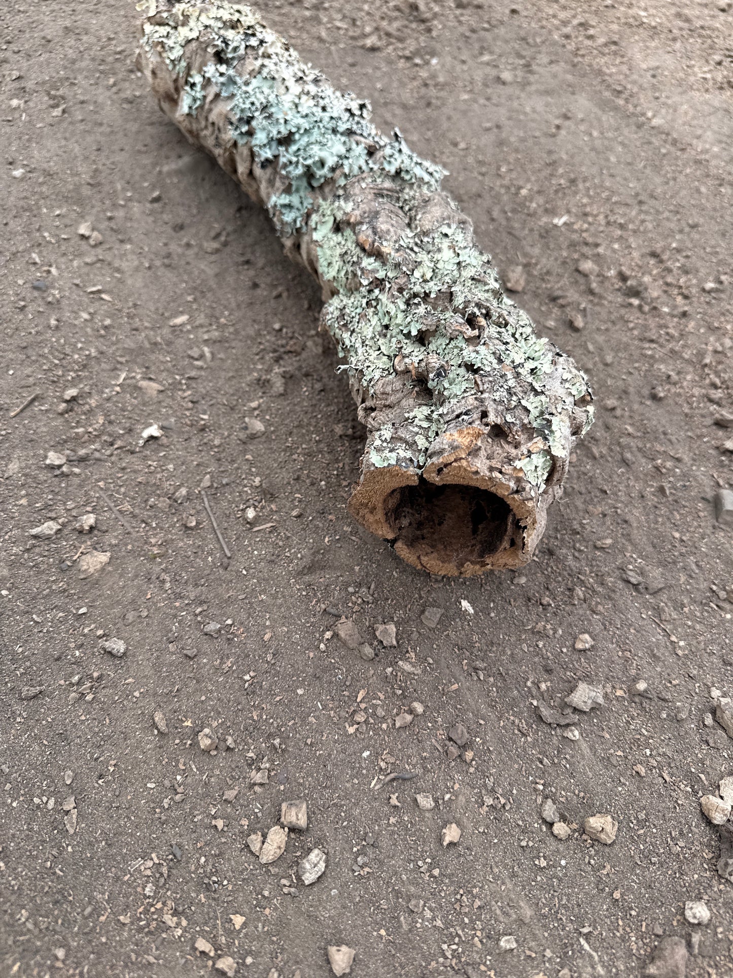Korkröhre mit Flechten 50cm lang ca. 6cm Innendurchmesser