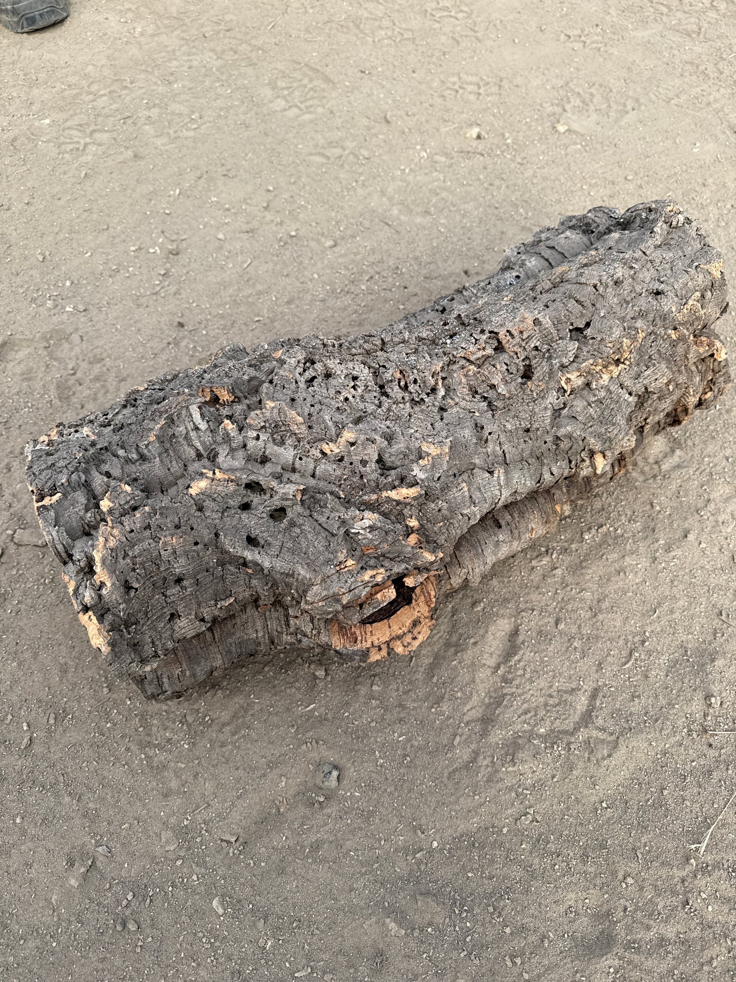 Korkröhre mit Astloch dicke Rinde 55cm lang 14-16cm