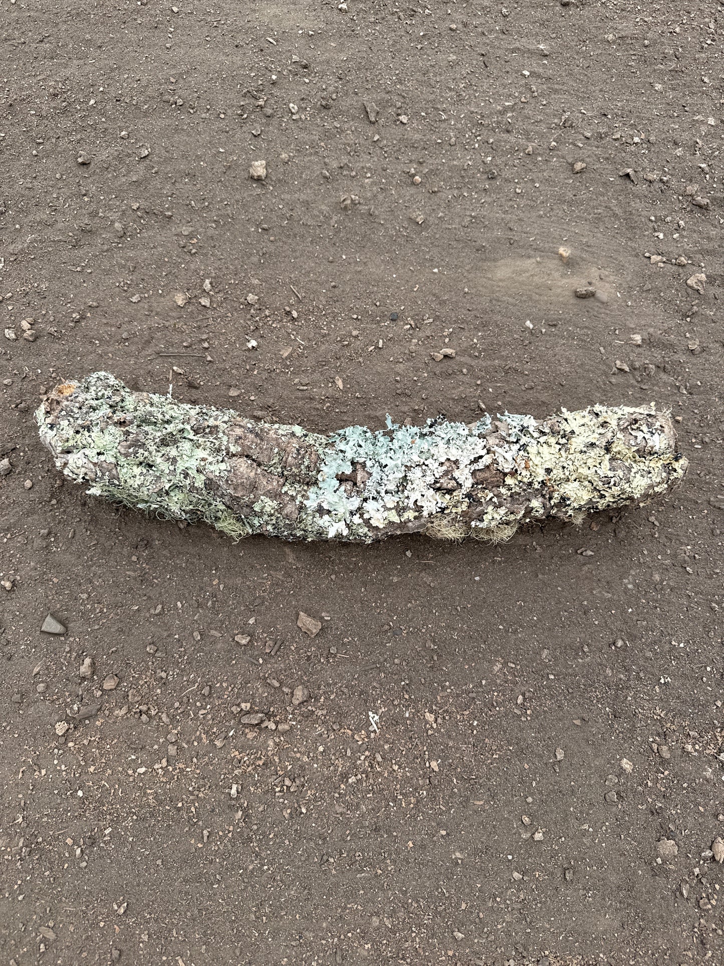 Korkröhre mit Flechten 50cm lang ca. 6cm Innendurchmesser
