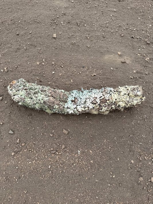 Korkröhre mit Flechten 50cm lang ca. 6cm Innendurchmesser