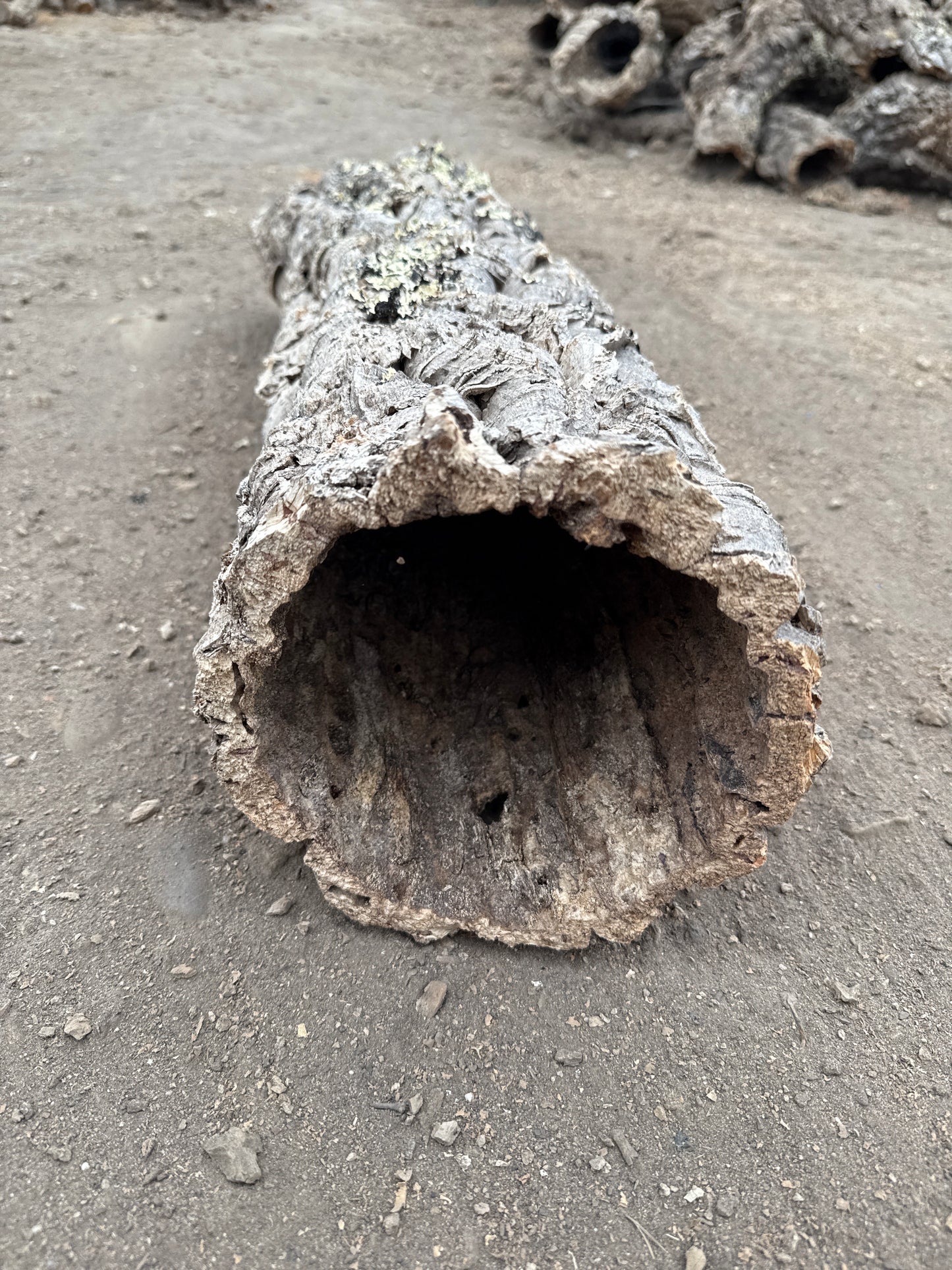 Korkröhre mit wenig Flechten 80cm lang ca.16cm Innendurchmesser