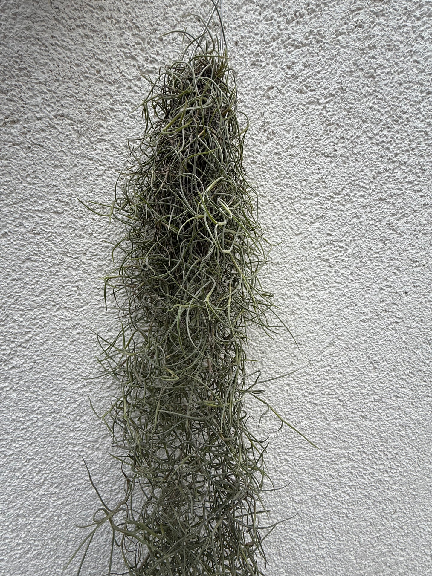 Tillandsia Usneoides