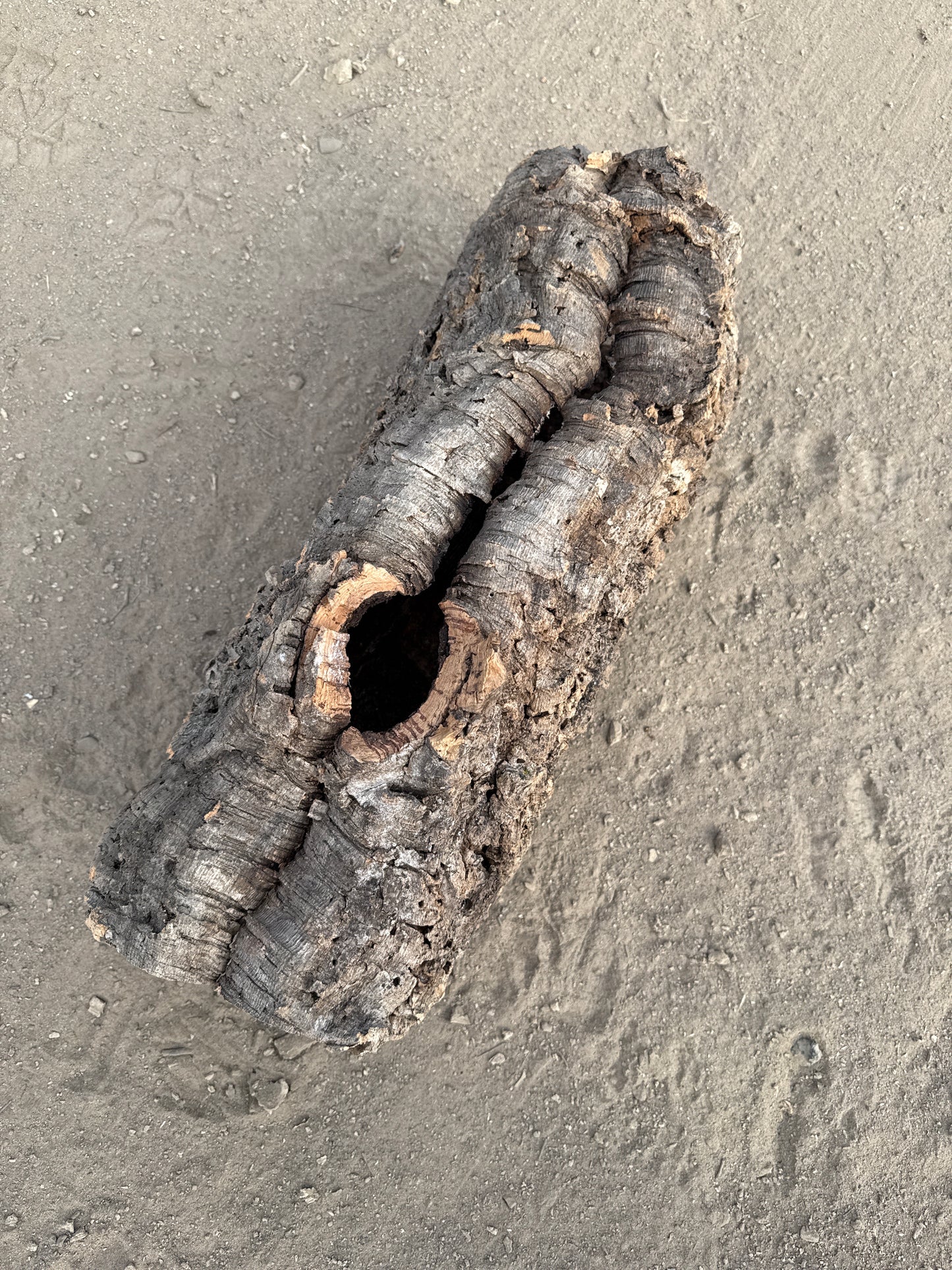 Korkröhre mit Astloch dicke Rinde 55cm lang 14-16cm