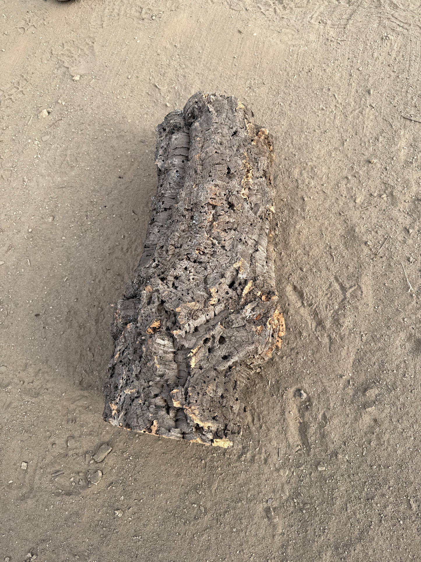 Korkröhre mit Astloch dicke Rinde 55cm lang 14-16cm