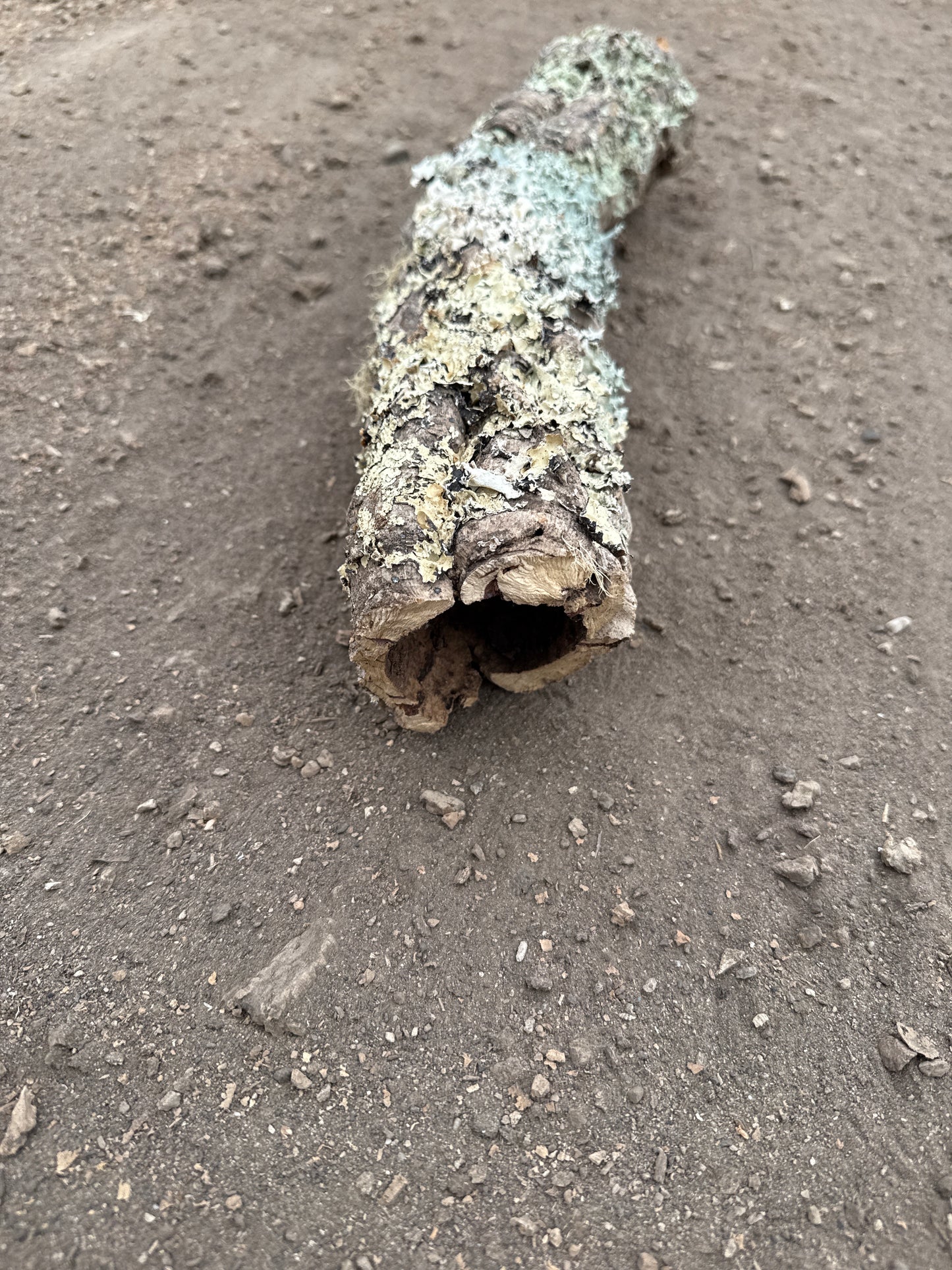 Korkröhre mit Flechten 50cm lang ca. 6cm Innendurchmesser