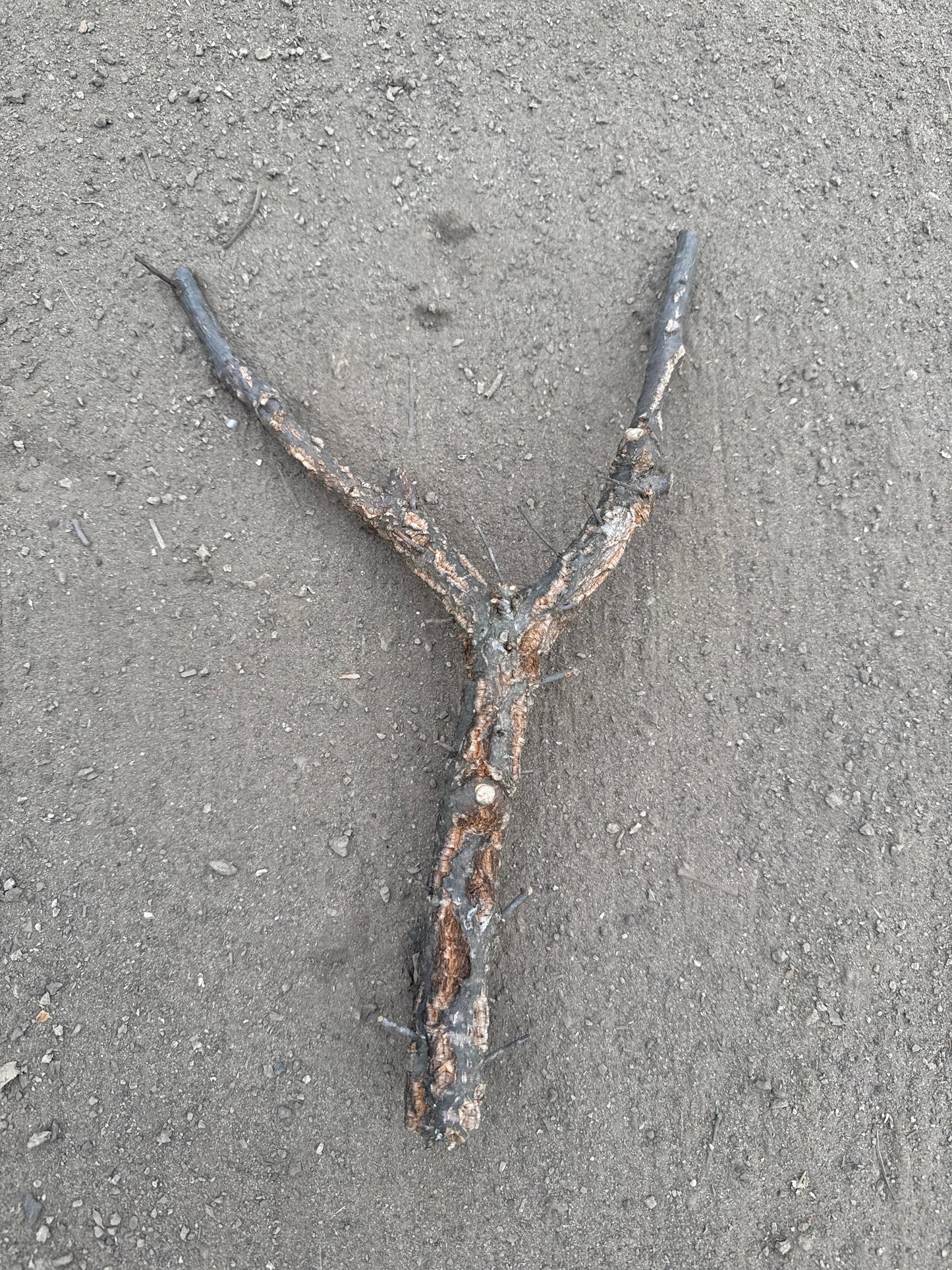 Korkäste S 1,5cm-3cm Durchmesser 30-45cm Länge