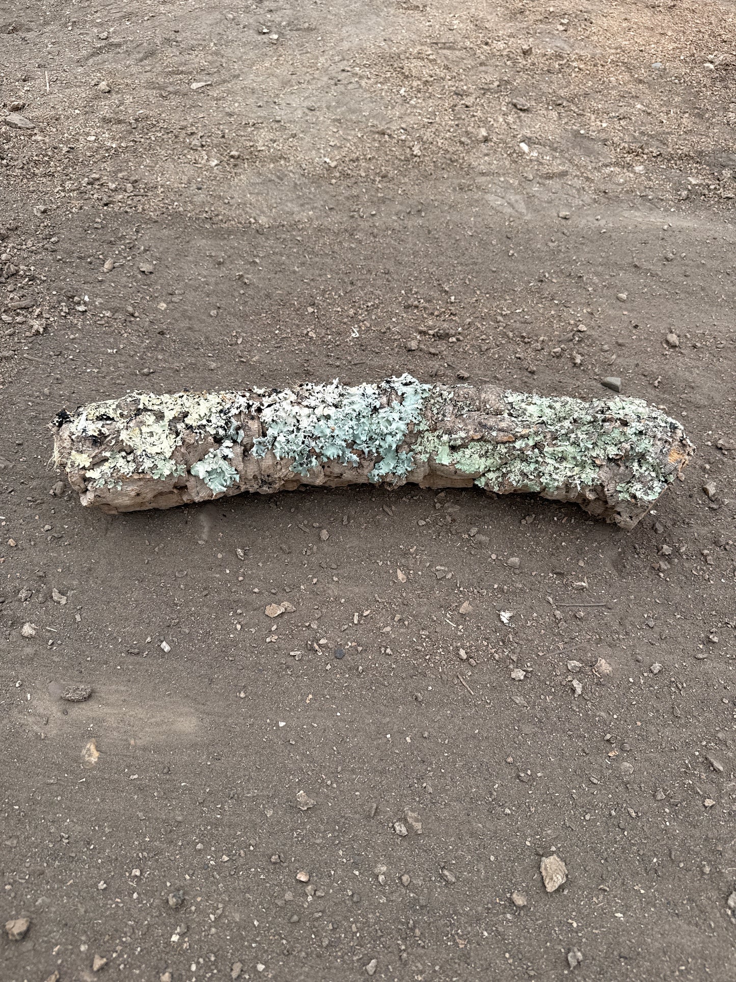 Korkröhre mit Flechten 50cm lang ca. 6cm Innendurchmesser