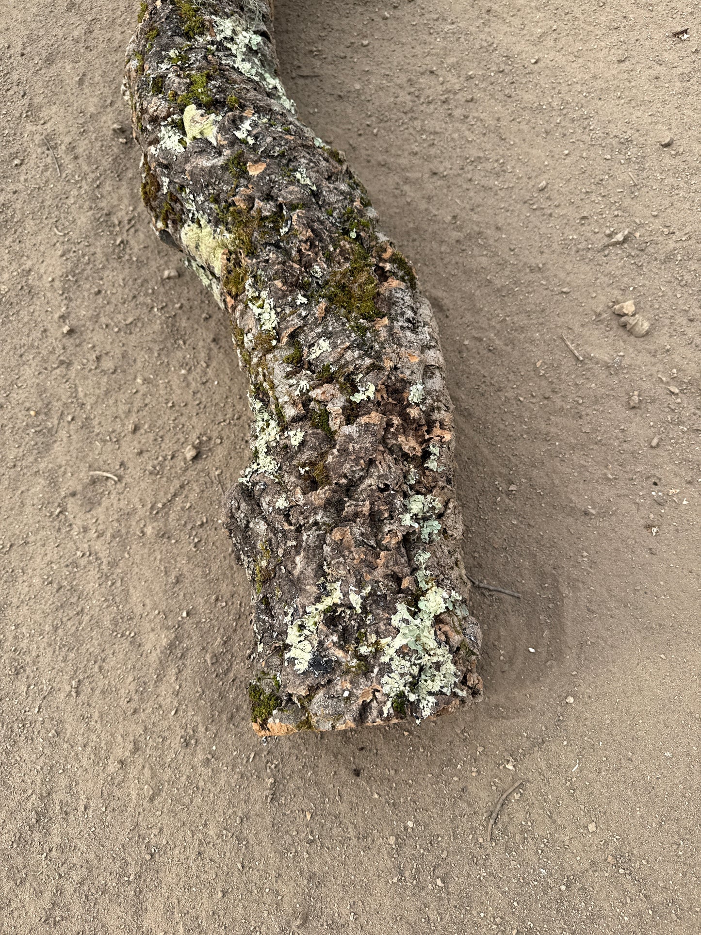 Korkröhre gebogen mit Öffnung 103cm 10-12cm Innendurchmesser