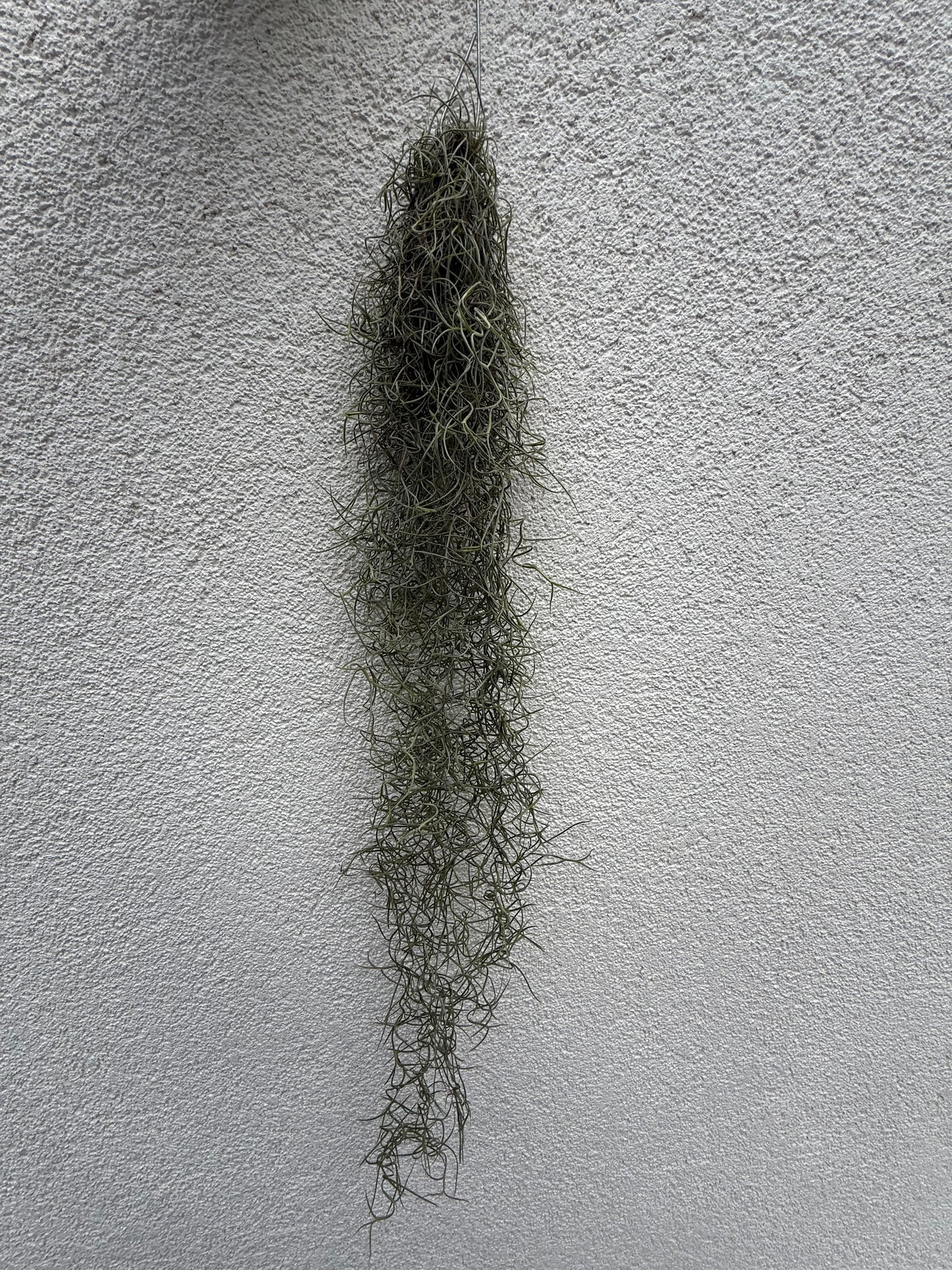 Tillandsia Usneoides