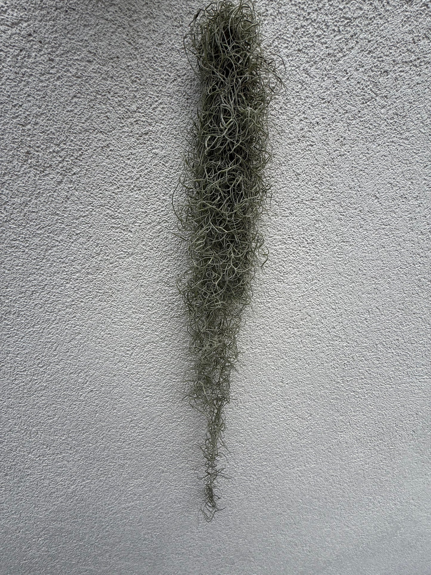 Tillandsia Usneoides