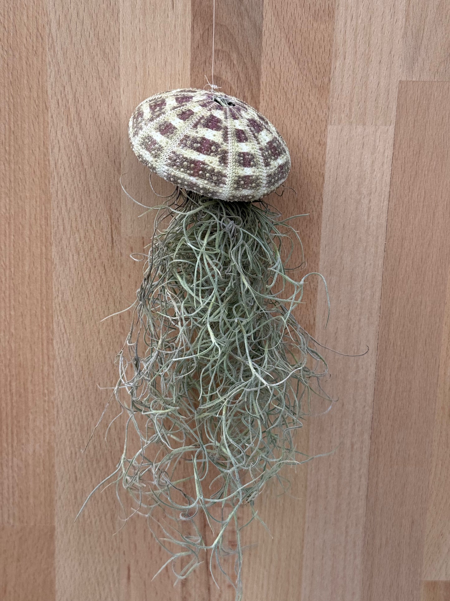 Tillandsia ,Jellyfish, Luftpflanzen Qualle Spanisches Moos