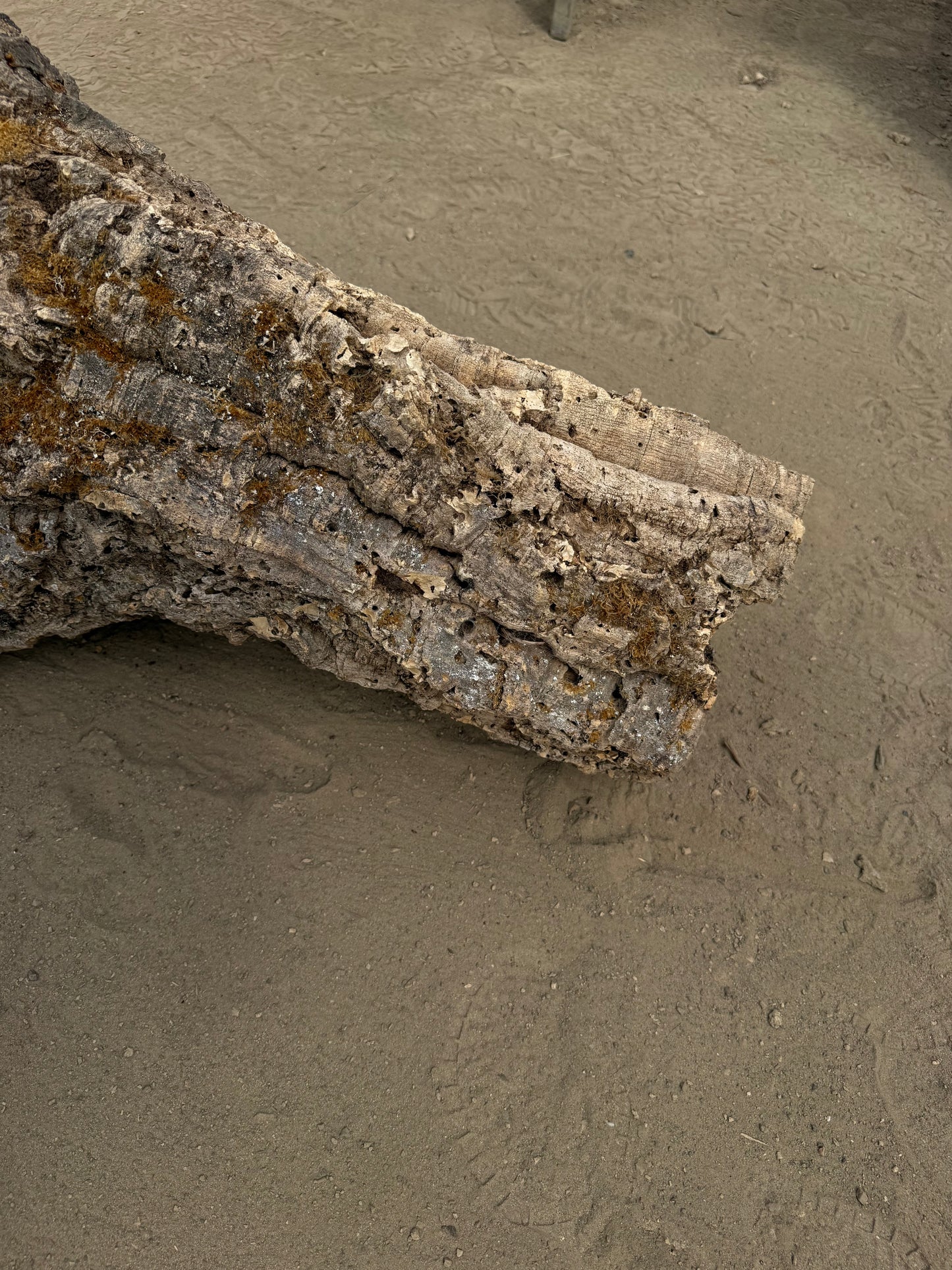 XXL Naturkork Y-Röhre 113 cm – Verzweigtes Einzelstück mit Flechten