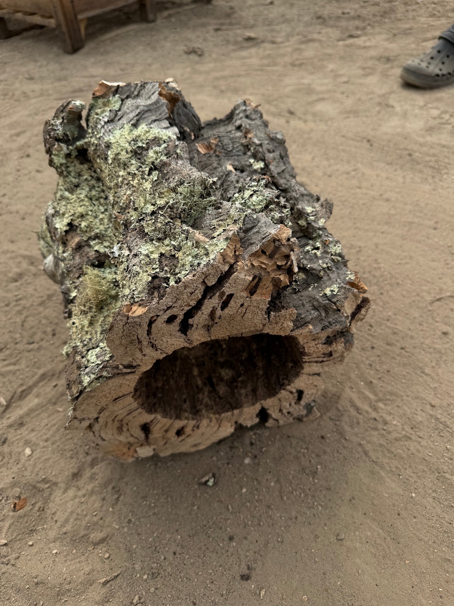 Massive Naturkorkröhre 32 cm – Dekoratives Einzelstück mit Flechtenstruktur