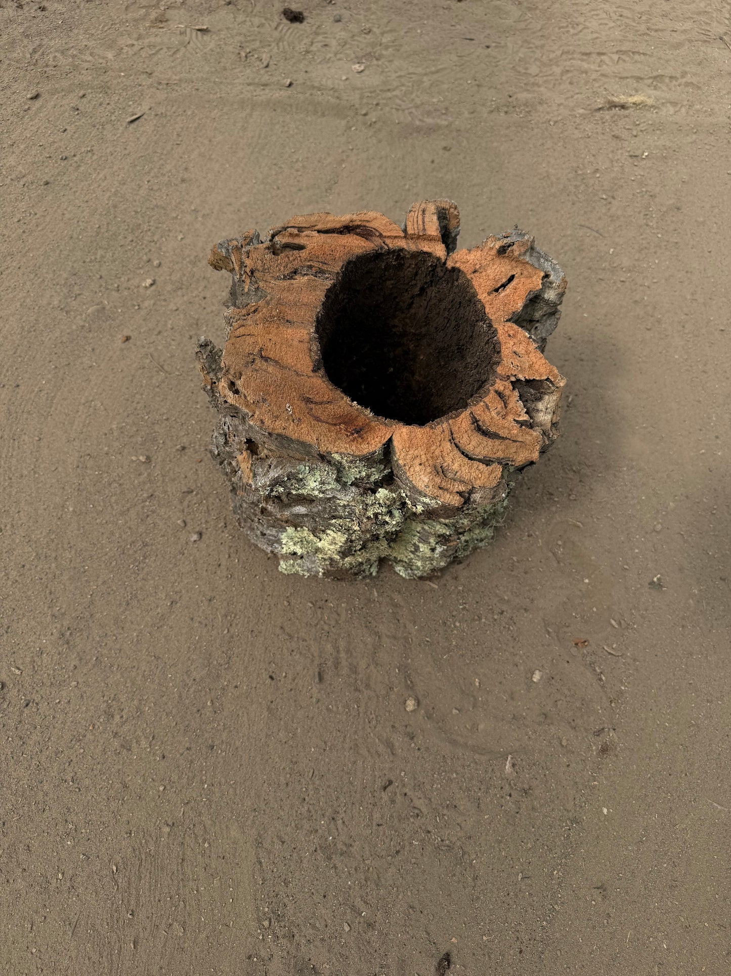 Massive Naturkorkröhre 32 cm – Dekoratives Einzelstück mit Flechtenstruktur