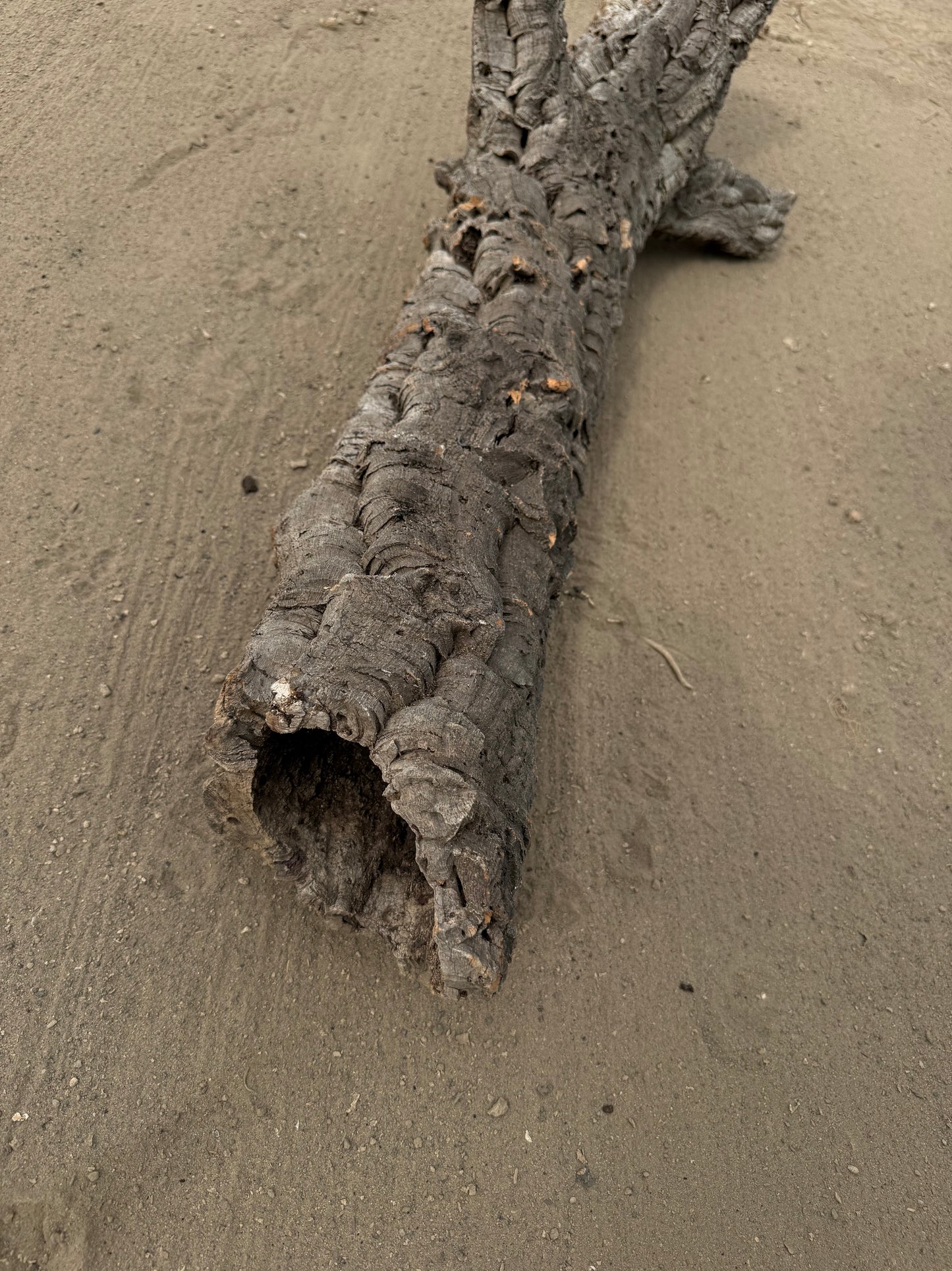 XL Naturkorkröhre mit Seitenästen