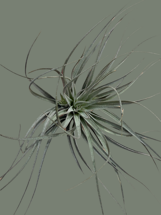 Tillandsia Silver Medium