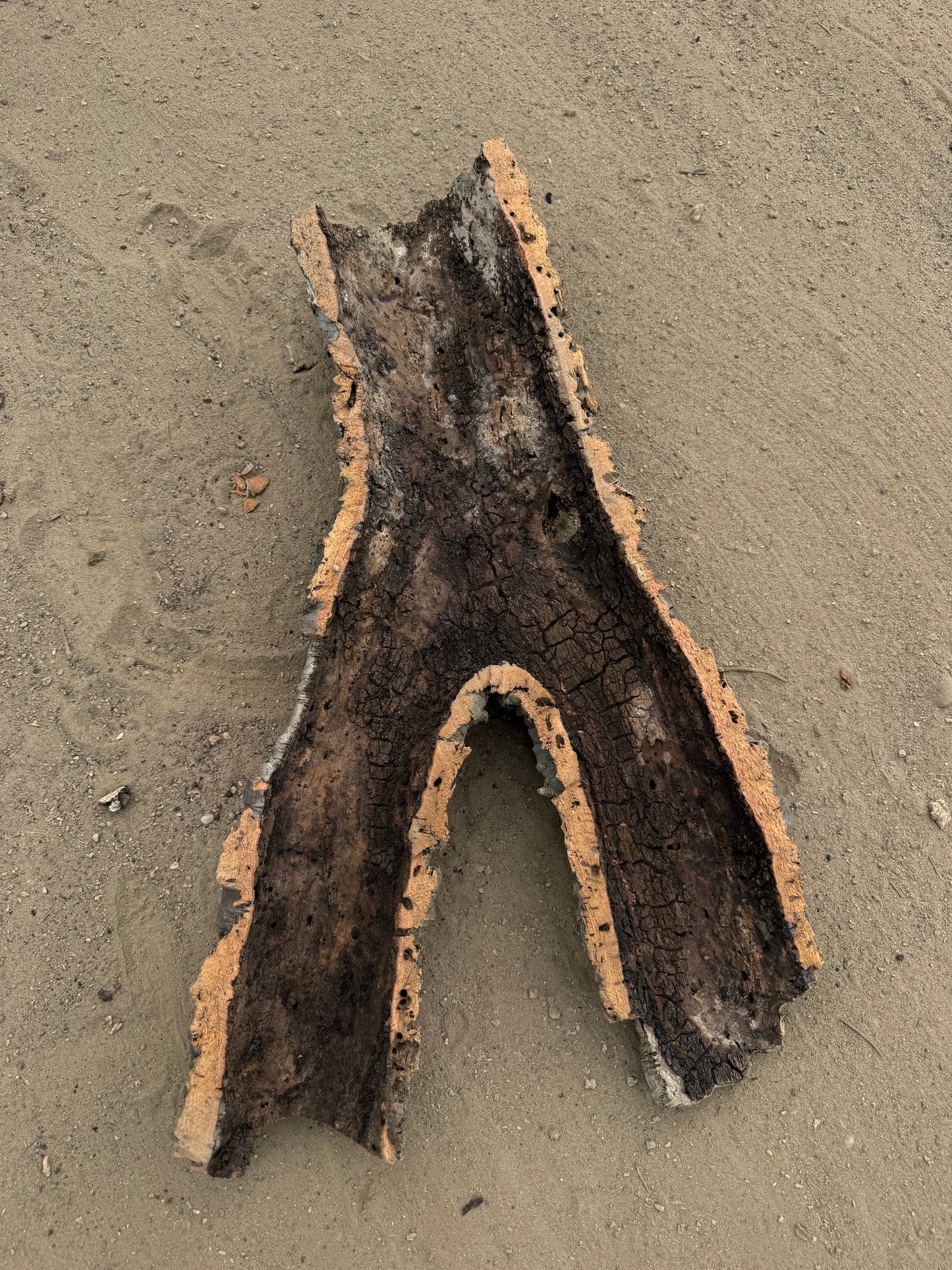 Flache Naturkork Halbröhre 66 cm – Verzweigtes Einzelstück