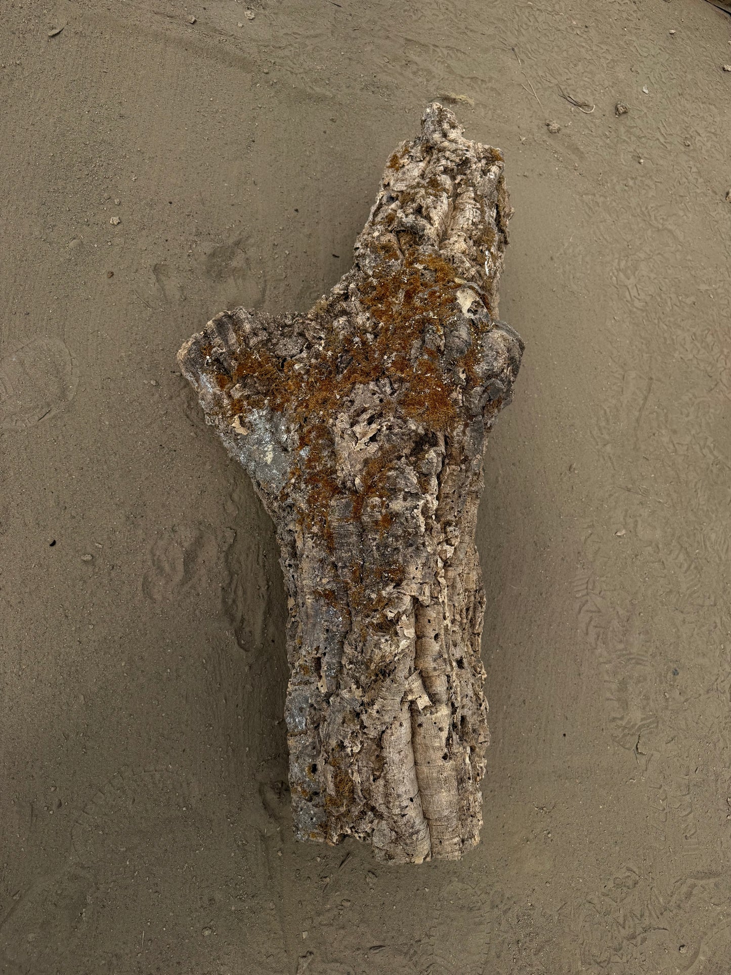XXL Naturkork Y-Röhre 113 cm – Verzweigtes Einzelstück mit Flechten