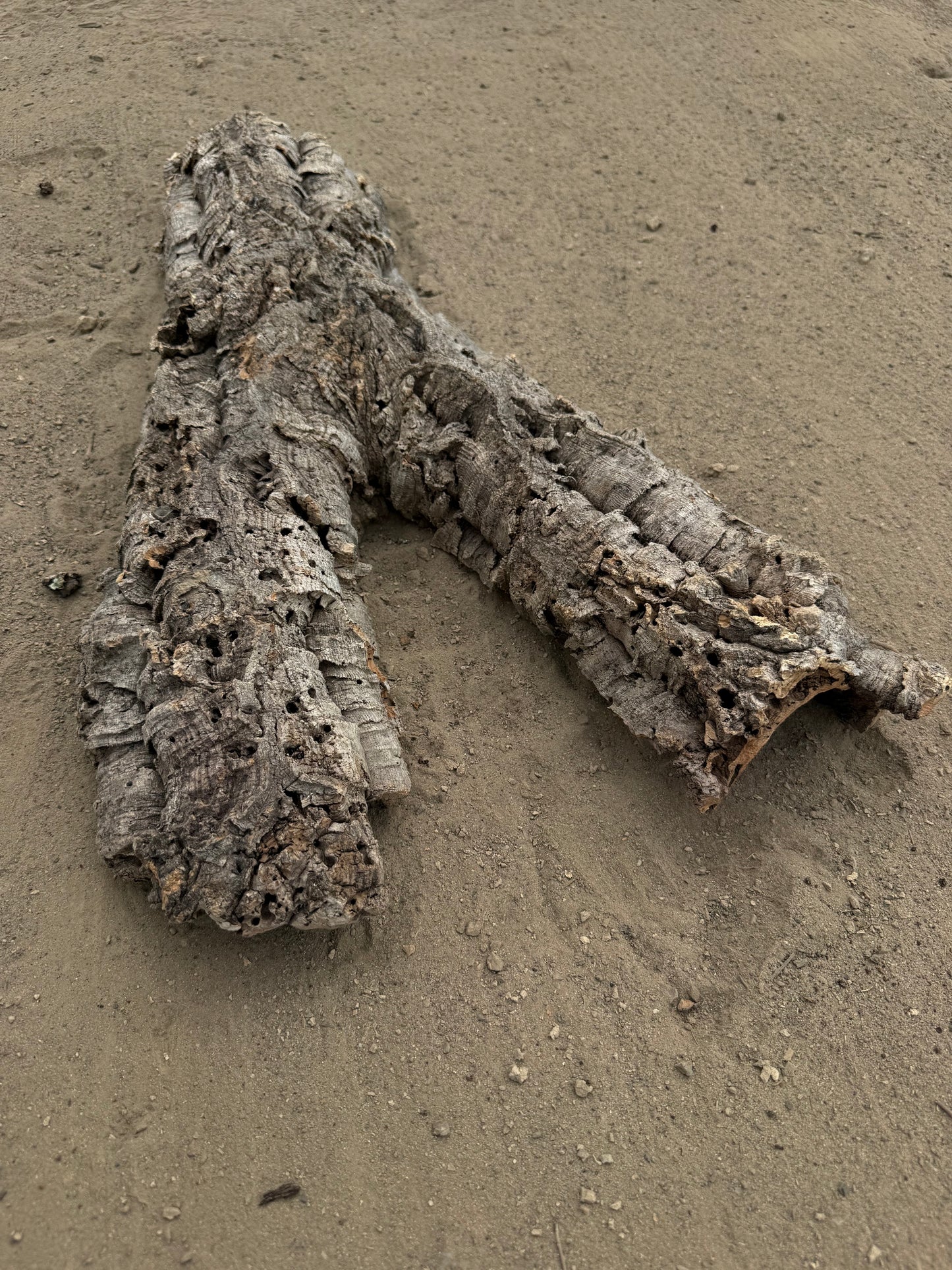 Flache Naturkork Halbröhre 66 cm – Verzweigtes Einzelstück