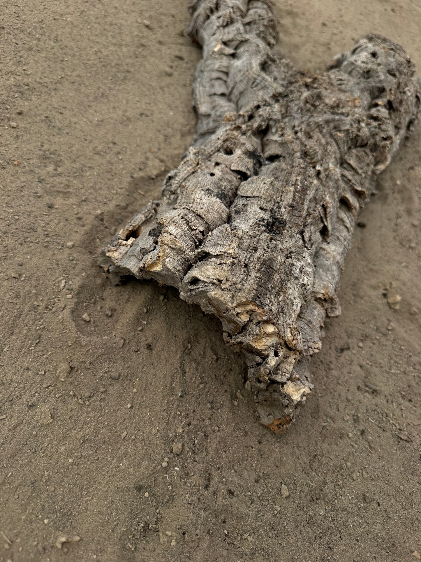 Flache Naturkork Halbröhre 66 cm – Verzweigtes Einzelstück