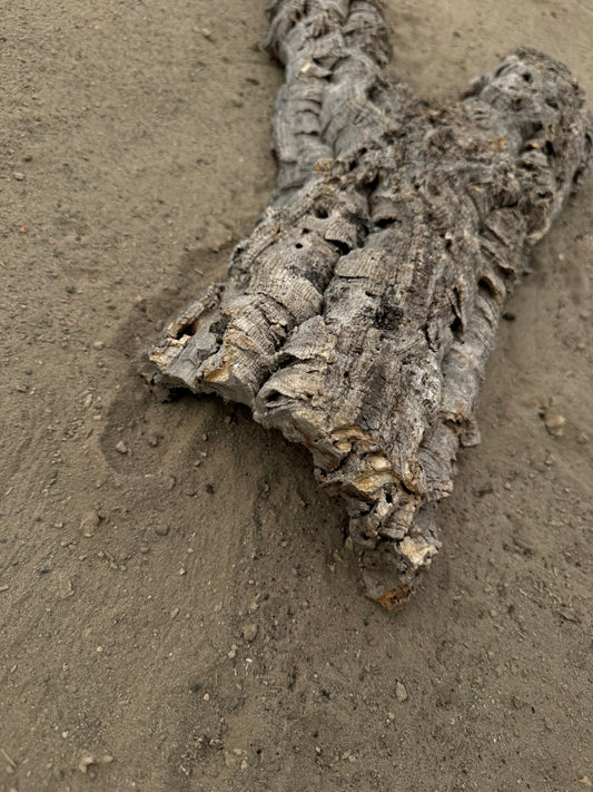 Flache Naturkork Halbröhre 66 cm – Verzweigtes Einzelstück