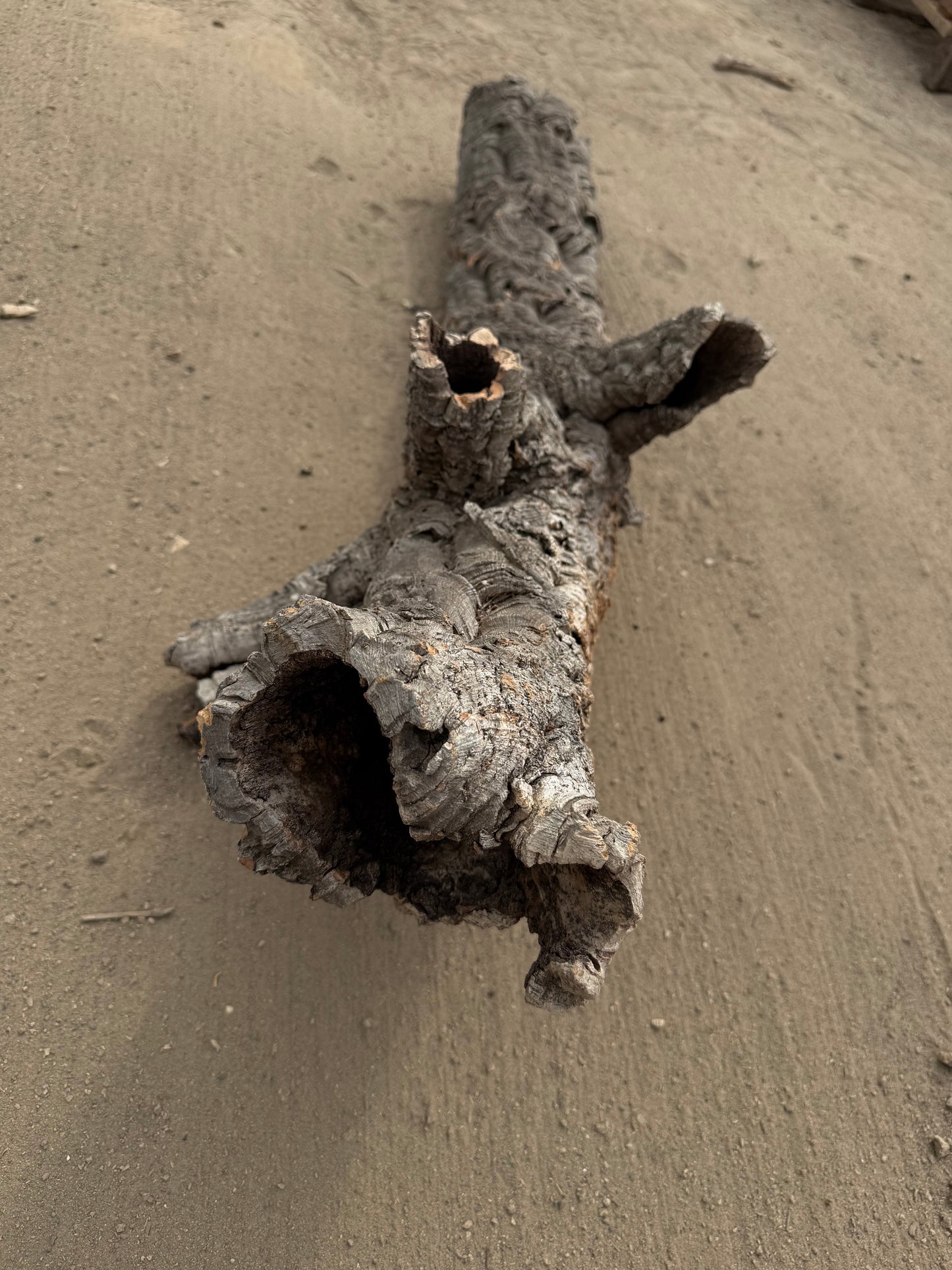 XL Naturkorkröhre mit Seitenästen