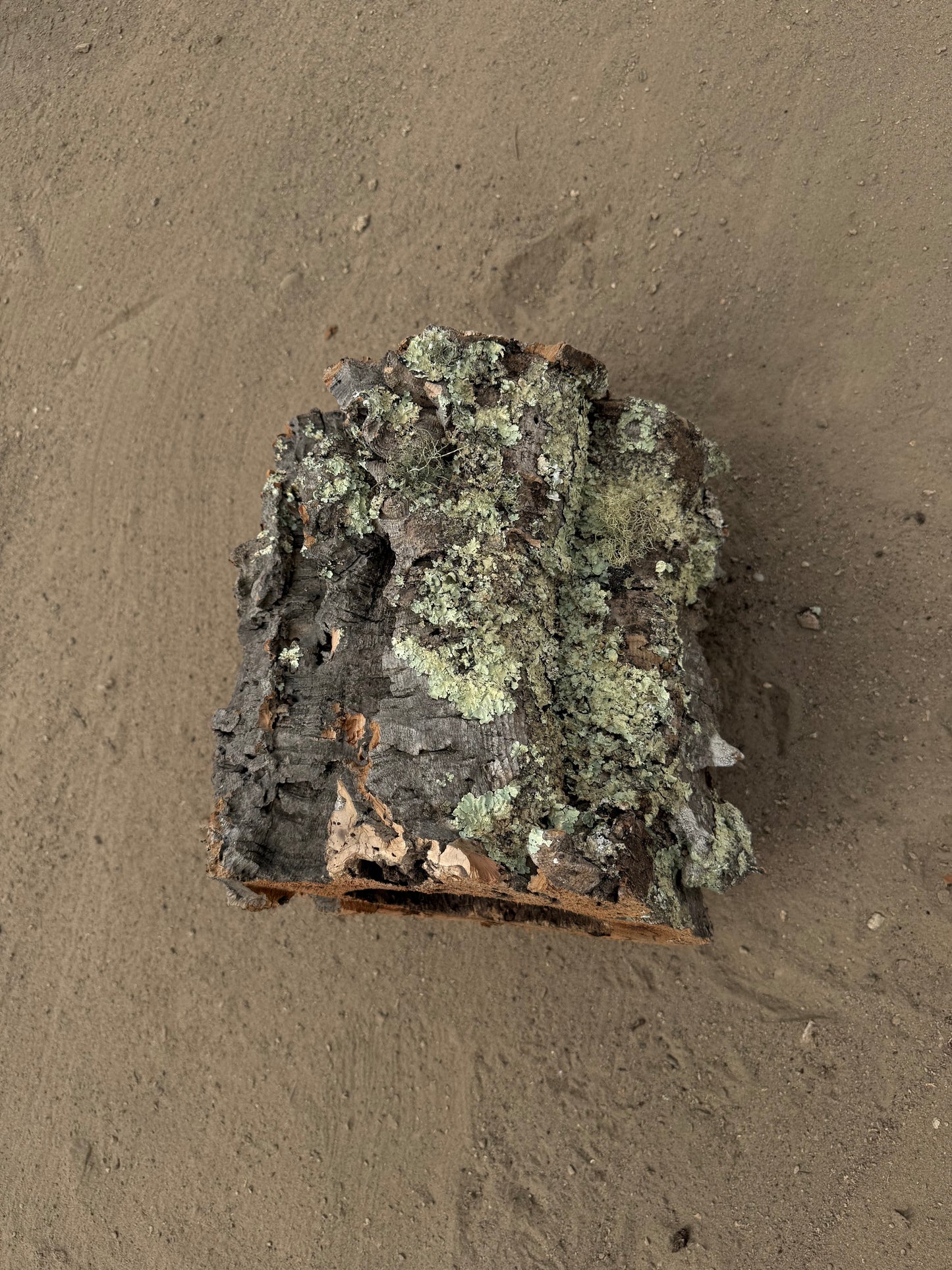 Massive Naturkorkröhre 32 cm – Dekoratives Einzelstück mit Flechtenstruktur