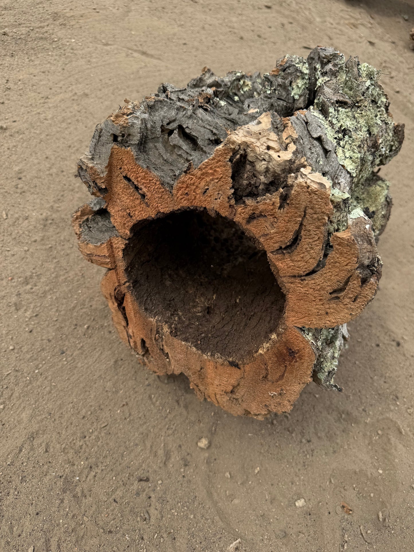 Massive Naturkorkröhre 32 cm – Dekoratives Einzelstück mit Flechtenstruktur
