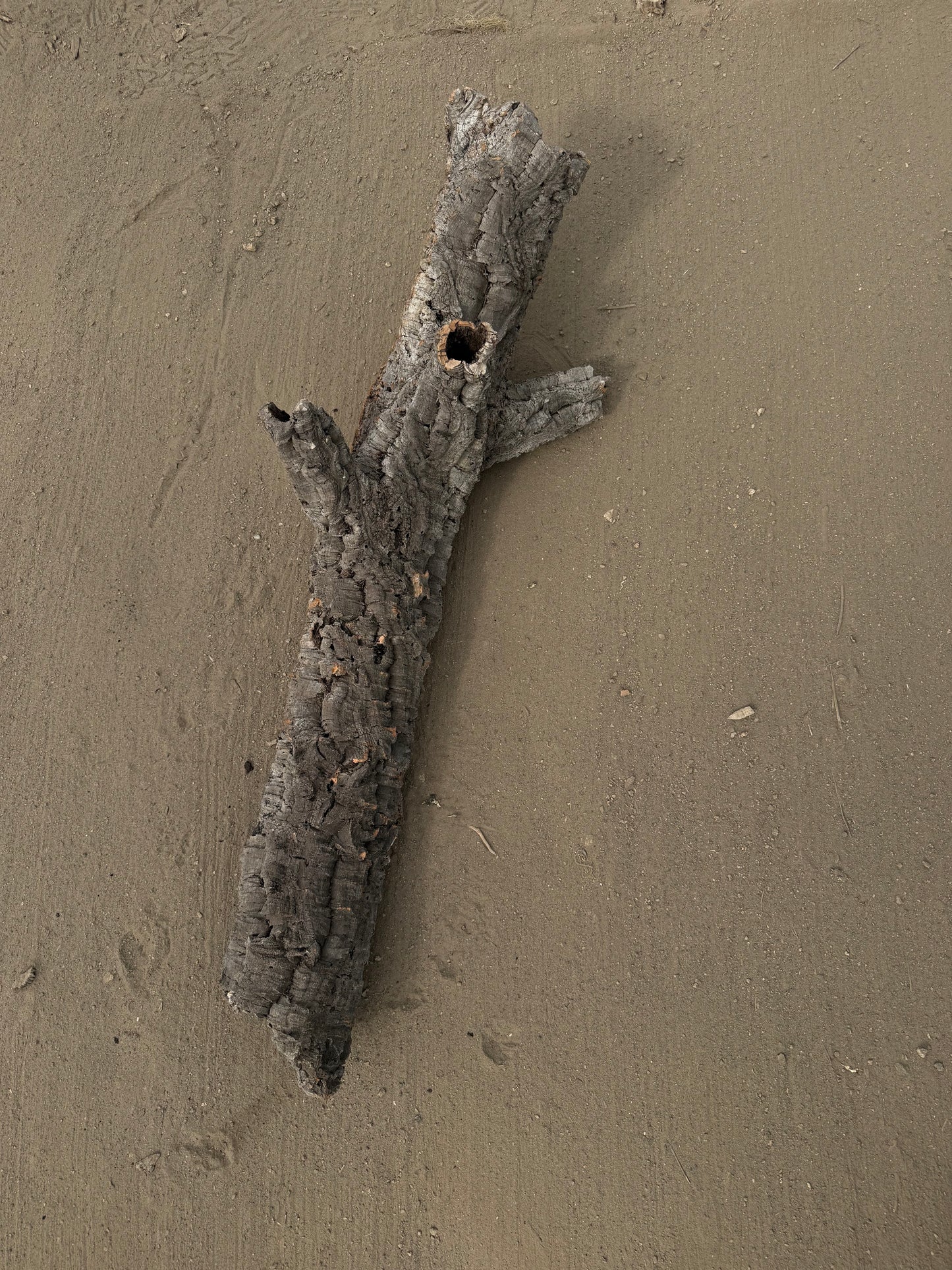 XL Naturkorkröhre mit Seitenästen