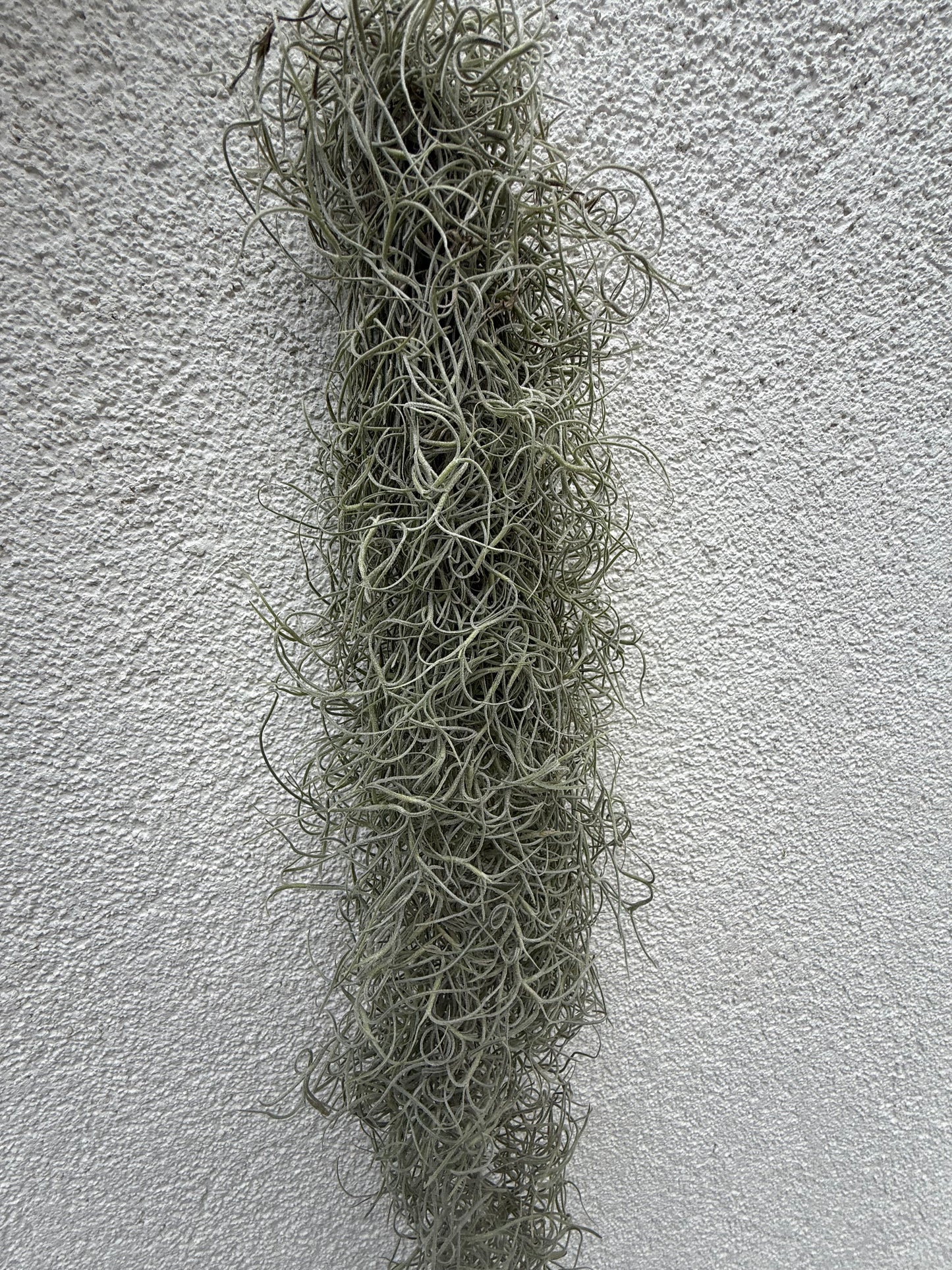 Tillandsia Usneoides
