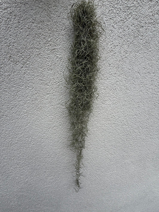 Tillandsia Usneoides