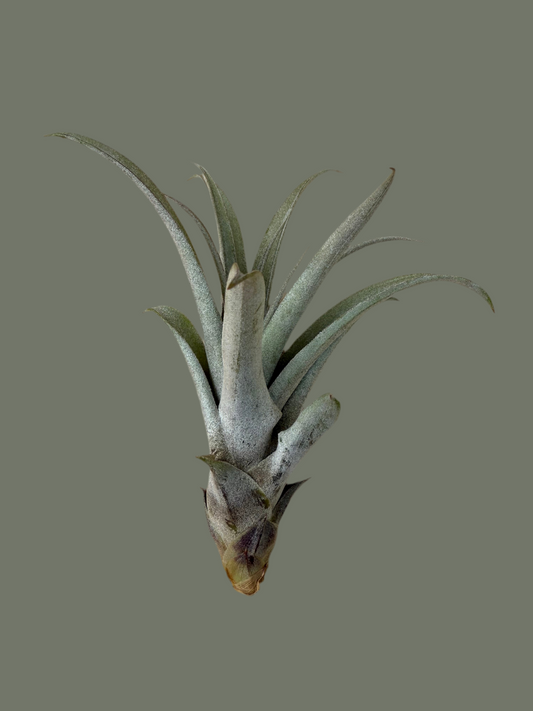 Tillandsia Capitata Peach Red