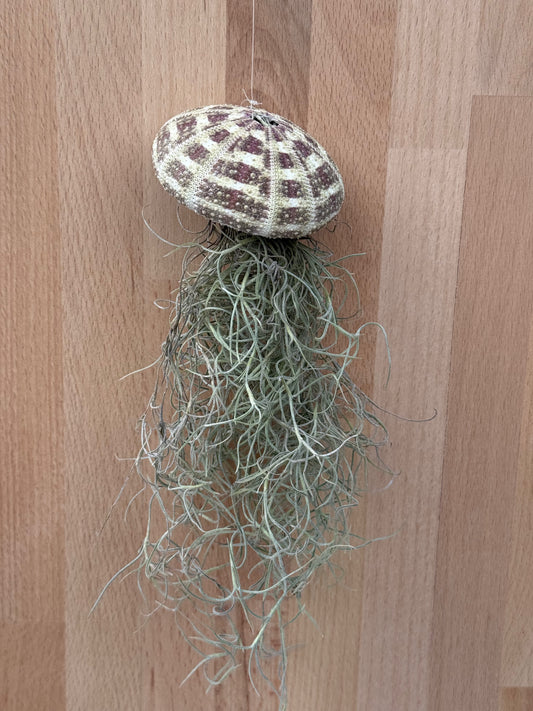 Tillandsia ,Jellyfish, Luftpflanzen Qualle Spanisches Moos
